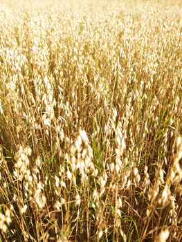 Golden oats field in the autumn season