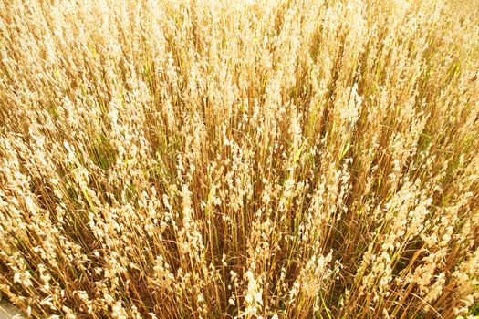 Golden oats field in the autumn season