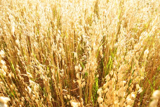 Golden oats field in the autumn season