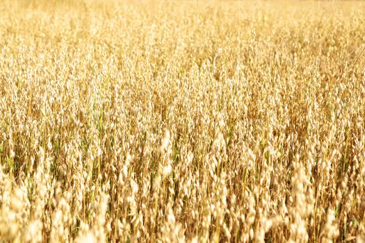 Golden oats field in the autumn season