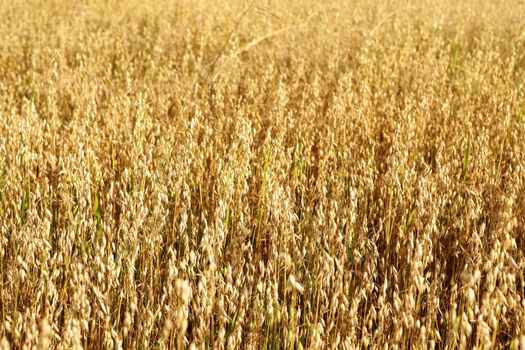 Golden oats field in the autumn season