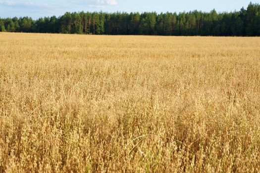 Golden oats field in the autumn season