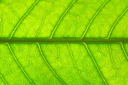 Extreme macro of green leaf with veins like a tree