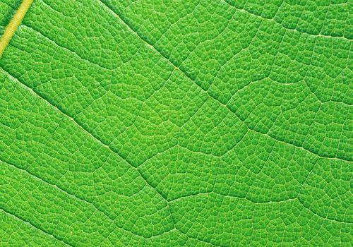 Extreme macro of green leaf with veins like a tree