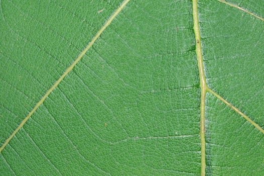 Extreme macro of green leaf with veins like a tree