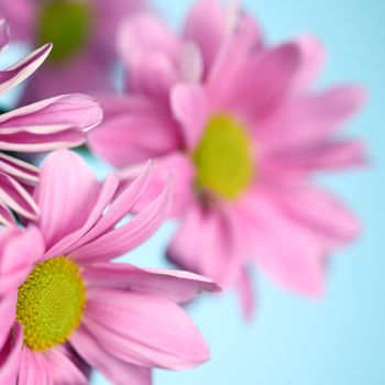 pink chrysanthemum macro close up