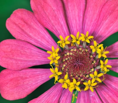 Closeup of pink flower