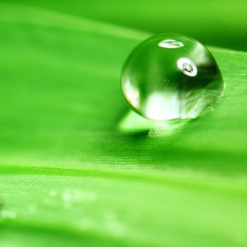 big water drop on grass blade