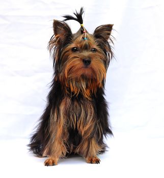 Yorkshire terrier puppy on white