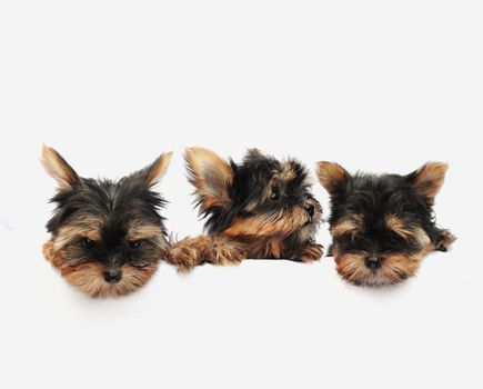 Yorkshire Terrier (2 months) in front of a white background