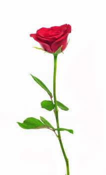 Single red rose flower isolated on white background