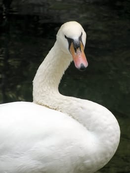 white swan near lake