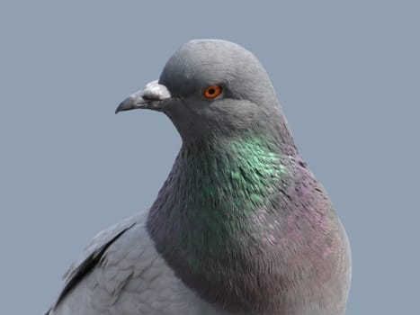 close up of pigeon
