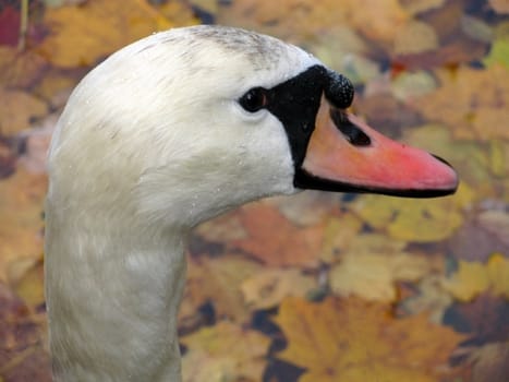close up of head of white swan