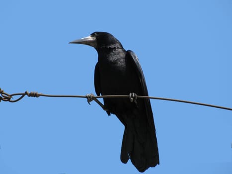 black raven sitting on wire