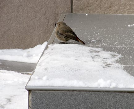 flycatcher sitting on step near snow