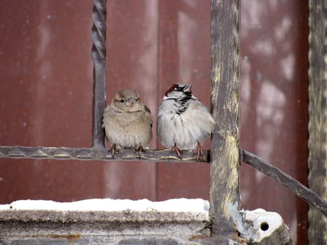 two sparrows on a fence at winter