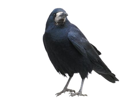 black raven standing on snow over white