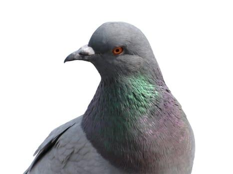 pigeon over white