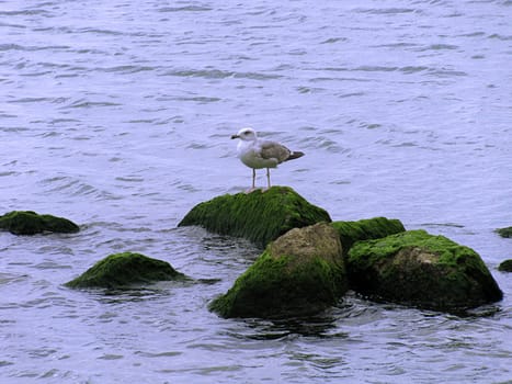 seagull standing on stone