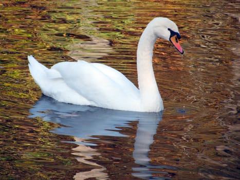 white swan swimming in a lake