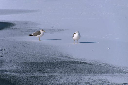 gulls standing on ice