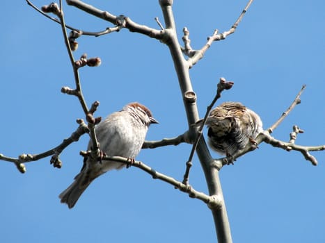 two sparrows on a branch