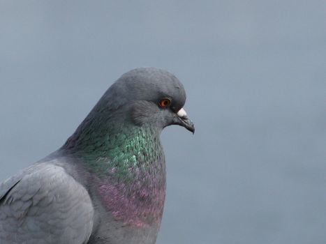 close up of pigeon