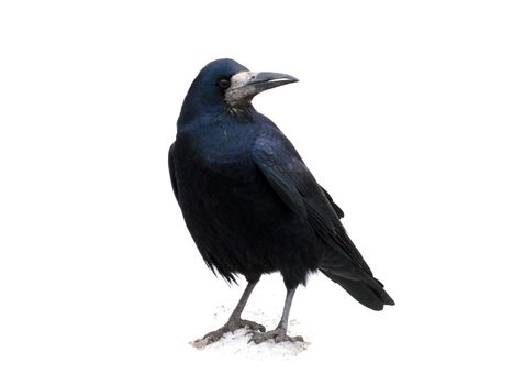 black raven standing on snow over white