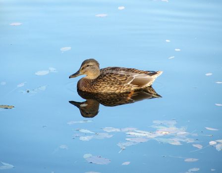 gray duck swimming in a lake