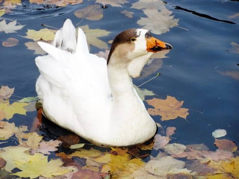 goose swimming in a pond