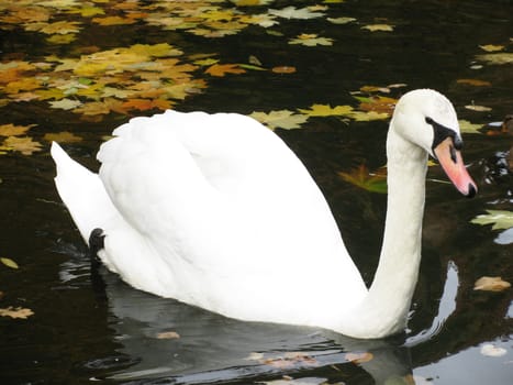white swan swimming in a lake