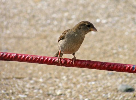sparrow sitting on red rod