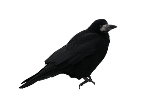 black raven isolated on white