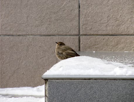 flycatcher sitting in snow