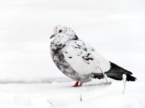 pigeon sitting in snow