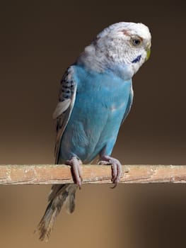 shell parakeet in a cage