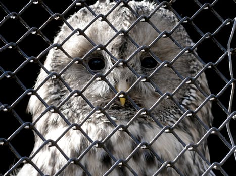 sad owl behind grating