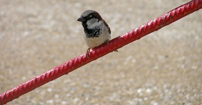 sparrow sitting on red rod