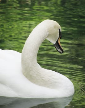 white swan swimming in a pond