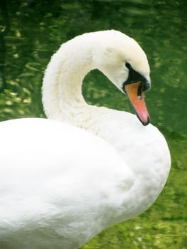 close up of white swan