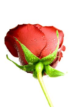 fresh scarlet rose in the drops of dew on a white background