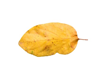 Yellow autumn leaves on a white background 