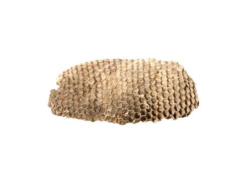 Hornet nest on white background