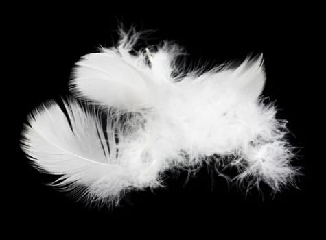 White feather isolated on white background 