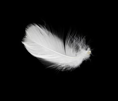 White feather isolated on white background 