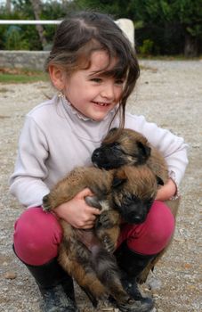 little girl and purebred puppies belgian shepherds