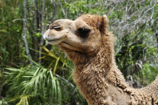 Camel head profile taken at the Miami Zoo