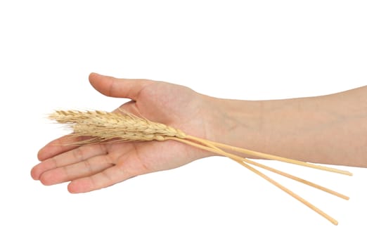 Wheat in a hand 