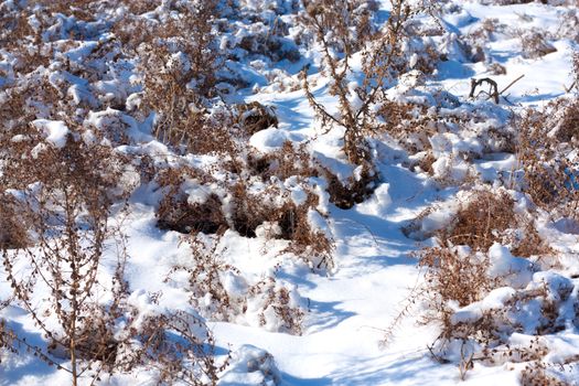 Close up of dry grass with snow and hoarfrost 